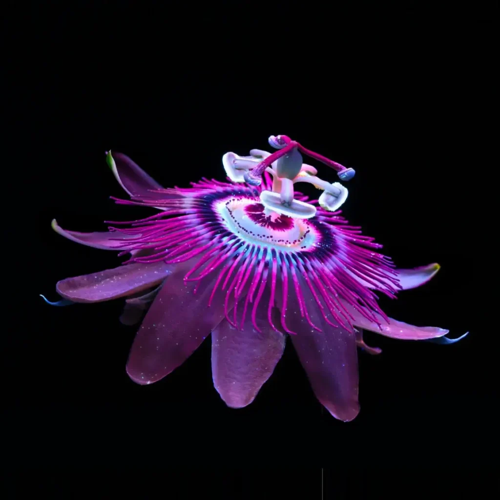 Google Aluminium OS wallpaper leak shows fresh new look Ahead of 2026 Launch 2 Google Aluminium OS neon flower wallpaper on dark background